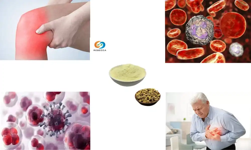 How Baical Skullcap Root Extract Helps Fight Inflammation?